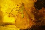 Three Fossil Caddisflies and Two Flies in Baltic Amber #159800-3